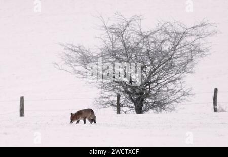 Blankenheim, Allemagne. 17 janvier 2024. Un renard trace à travers la neige dans l'Eifel. Crédit : David Young/dpa/Alamy Live News Banque D'Images