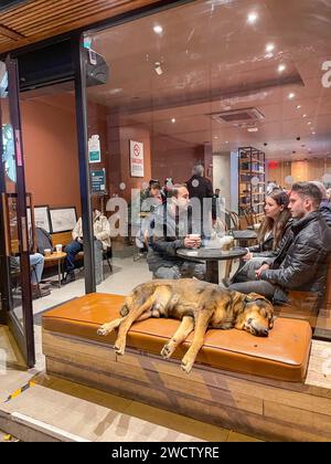Istanbul, Turquie - 12 novembre 2023 : chien calme dort sur un canapé dans un cadre de café animé avec les clients bavardant et socialisant en arrière-plan. Banque D'Images