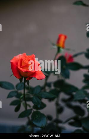 Roses de couleur corail avec des feuilles d'émeraude vert foncé. Fond gris. Cultiver des fleurs dans le jardin, prendre soin des plantes Banque D'Images