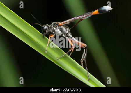 Guêpe de sable rouge, Ammophila sabulosa, Satara, Maharashtra, Inde Banque D'Images