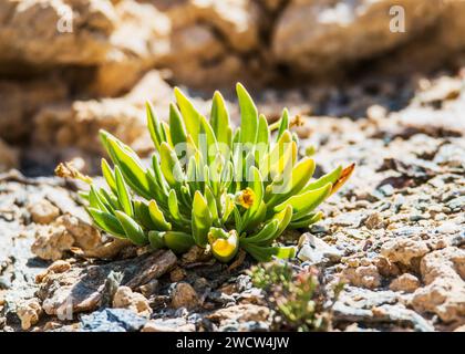 Succulentes Lithops Lichen Lüderitz plantes du désert de Namibie Banque D'Images