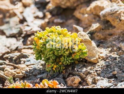 Succulentes Lithops Lichen Lüderitz plantes du désert de Namibie Banque D'Images