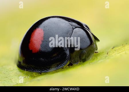 Tache rénale Ladybird (Chilocorus renipustulatus) sur la feuille. Tipperary, Irlande Banque D'Images