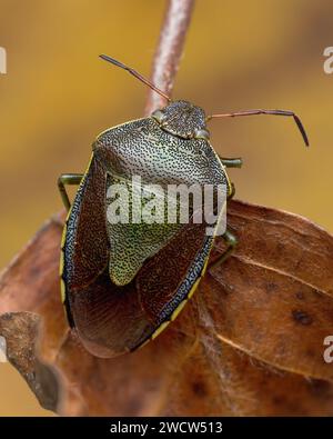 Hivernage de Gorse Shieldbug (Piezodorus lituratus) sur brindille de hêtre. Tipperary, Irlande Banque D'Images