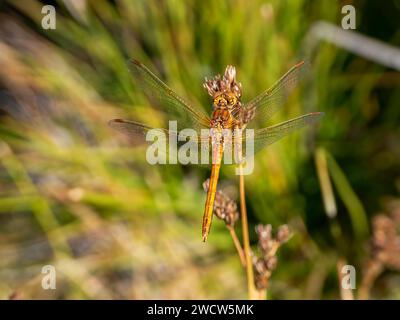 Libellule dard à ailes jaunes (Sympetrum flaveolum) Banque D'Images