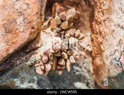 Succulentes Lithops Lichen Lüderitz plantes du désert de Namibie Banque D'Images