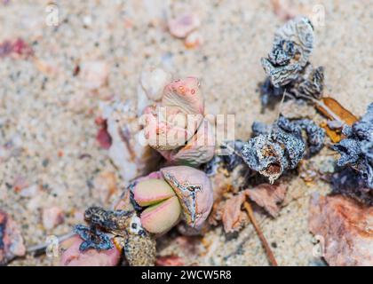 Succulentes Lithops Lichen Lüderitz plantes du désert de Namibie Banque D'Images