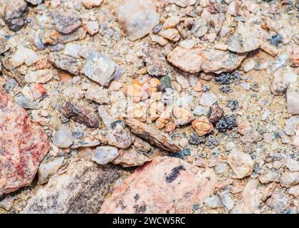 Succulentes Lithops Lichen Lüderitz plantes du désert de Namibie Banque D'Images