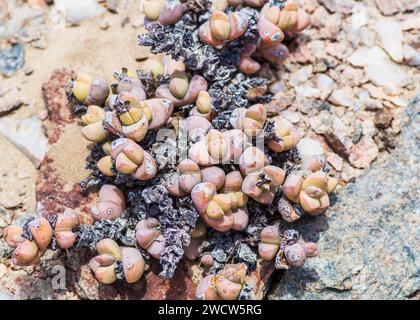 Succulentes Lithops Lichen Lüderitz plantes du désert de Namibie Banque D'Images