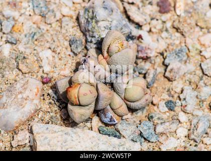 Succulentes Lithops Lichen Lüderitz plantes du désert de Namibie Banque D'Images