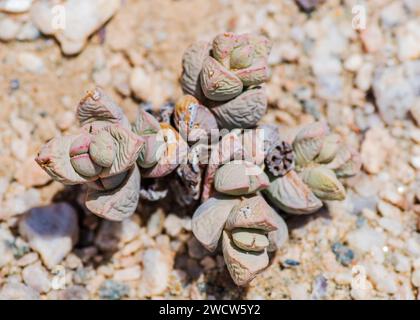 Succulentes Lithops Lichen Lüderitz plantes du désert de Namibie Banque D'Images