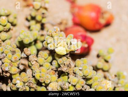 Succulentes Lithops Lichen Lüderitz plantes du désert de Namibie Banque D'Images