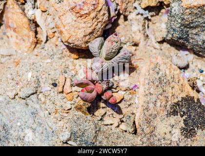 Succulentes Lithops Lichen Lüderitz plantes du désert de Namibie Banque D'Images