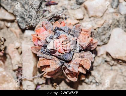 Succulentes Lithops Lichen Lüderitz plantes du désert de Namibie Banque D'Images