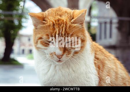Portrait d'un adorable chat gingembre les yeux fermés, Istanbul, Turquie Banque D'Images