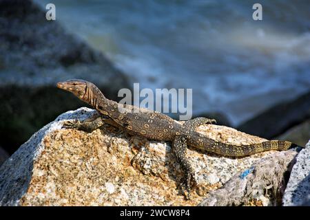 Lézard de moniteur de bronzage en Malaisie Banque D'Images