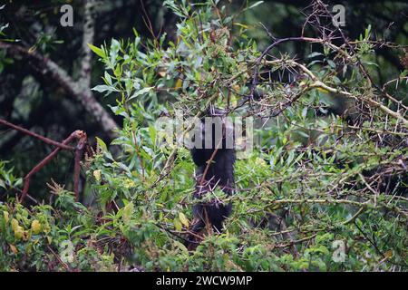 singe bleu dans l'arbre Banque D'Images