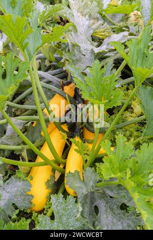 Courgettes mûres jaunes dans le potager Banque D'Images