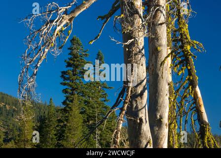 Snag, Lakes Basin Recreation Area, Plumas National Forest, Californie Banque D'Images