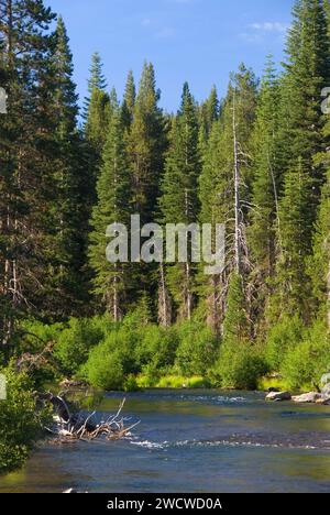 Le long de la rivière Truckee, piste cyclable de la rivière Truckee Tahoe Lake Basin National Forest, Californie Banque D'Images