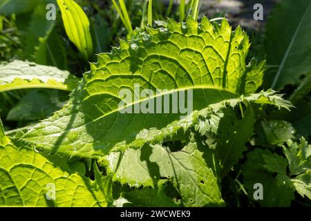 Chardon chou de Sibérie (Cirsium oleraceum) plante avec des ombres faites par la lumière du soleil Banque D'Images