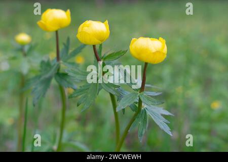 Belles Globeflowers jaunes européennes. Banque D'Images