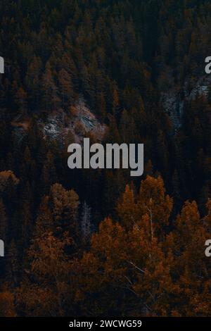 Palette d'automne : une symphonie d'or et de vert dans la forêt alpine Banque D'Images