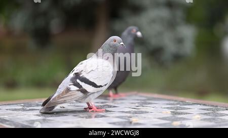 Pigeon debout sur une table extérieure avec un motif en damier ou en échiquier sur sa surface, avec un deuxième pigeon en arrière-plan Banque D'Images