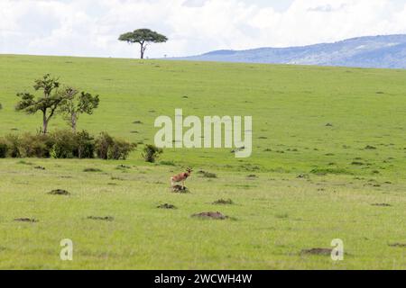Daee du désert (Balanites aegyptiaca) embellit les plaines du Masai Mara. Topi en garde au premier plan. Parc national du Masai Mara. Banque D'Images