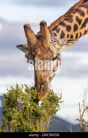Masai Giraffe (mâle). Parc national du Masai Mara. Banque D'Images