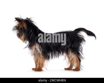 Mignon petit chiot chien Yorkshire Terrier noir et tan, debout en diagonale. Regarder loin de la caméra. Isolé sur fond blanc. Banque D'Images