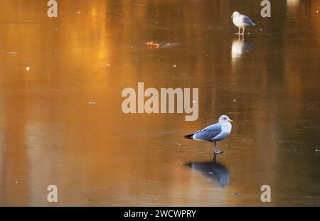 Une mouette se dresse sur un étang gelé à Dublin St. Stephen's Green comme avertissements météorologiques pour la neige restent en place dans les jours à venir alors que les températures à travers l'Irlande chutent. Date de la photo : mercredi 17 janvier 2024. Banque D'Images