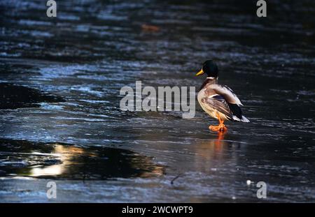 Un canard marche sur un étang gelé à Dublin St. Stephen's Green comme avertissements météorologiques pour la neige restent en place dans les jours à venir alors que les températures à travers l'Irlande chutent. Date de la photo : mercredi 17 janvier 2024. Banque D'Images