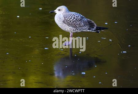 Une mouette se dresse sur un étang gelé à Dublin St. Stephen's Green comme avertissements météorologiques pour la neige restent en place dans les jours à venir alors que les températures à travers l'Irlande chutent. Date de la photo : mercredi 17 janvier 2024. Banque D'Images