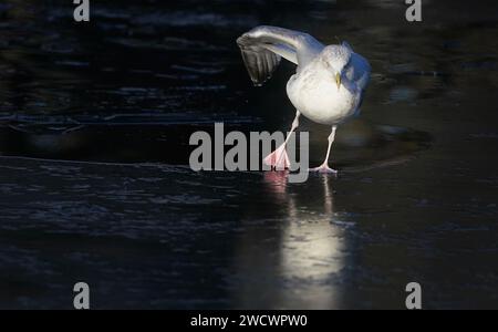 Une mouette se dresse sur un étang gelé à Dublin St. Stephen's Green comme avertissements météorologiques pour la neige restent en place dans les jours à venir alors que les températures à travers l'Irlande chutent. Date de la photo : mercredi 17 janvier 2024. Banque D'Images