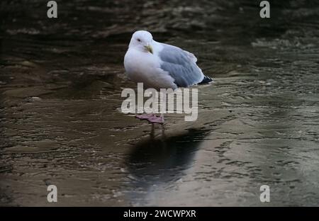 Une mouette se dresse sur un étang gelé à Dublin St. Stephen's Green comme avertissements météorologiques pour la neige restent en place dans les jours à venir alors que les températures à travers l'Irlande chutent. Date de la photo : mercredi 17 janvier 2024. Banque D'Images