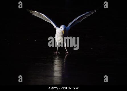 Une mouette atterrit sur un étang gelé à Dublin St. Stephen's Green comme avertissements météorologiques pour la neige restent en place dans les jours à venir alors que les températures à travers l'Irlande chutent. Date de la photo : mercredi 17 janvier 2024. Banque D'Images