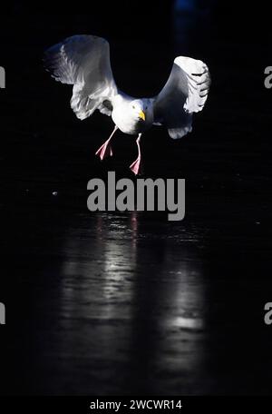 Une mouette atterrit sur un étang gelé à Dublin St. Stephen's Green comme avertissements météorologiques pour la neige restent en place dans les jours à venir alors que les températures à travers l'Irlande chutent. Date de la photo : mercredi 17 janvier 2024. Banque D'Images