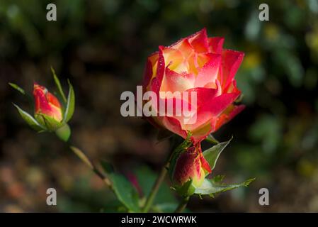 une belle rose avec des pétales rouges et jaunes et deux boutons de rose, plan rapproché avec fond vert flou Banque D'Images