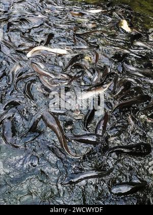 Vietnam, Delta de Mekon, poisson-chat Banque D'Images