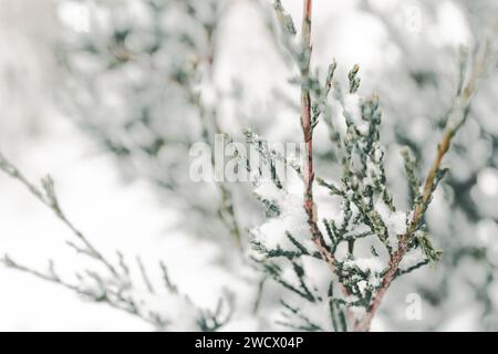 Branches de conifères enneigées. Juniper Bush sous la neige, gros plan. Concept par temps froid. Hiver dans la nature. Plante Evergreen sous la neige. Banque D'Images