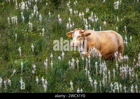 France, Hautes-Alpes, Villar-d'Arêne, haute vallée de la Romanche, vache sur les alpages fleuris d'Asphodèle blanc (Asphodelus Albus) Banque D'Images