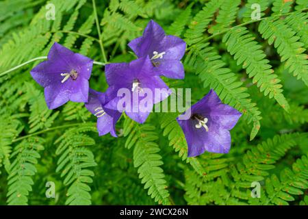 Wald Peachleaf bellflower Blau lila Blumen auf dichten Farn hintergrund. Jeunes feuilles lumineuses et fleurs de cloche violette et fougère sur le sol de la forêt Banque D'Images