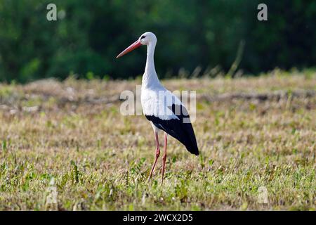 France, Doubs, faune, oiseau, échassier, la cigogne blanche (Ciconia ciconia) chasse dans un pré fauché Banque D'Images