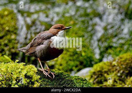 France, Doubs, Glay, Stream, Creuse, balancier (Cinclus cinclus) Banque D'Images