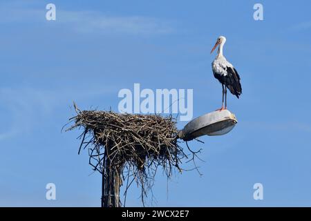 France, Doubs, faune, oiseau, échassier, cigogne blanche (Ciconia ciconia), nid, lumière publique Banque D'Images