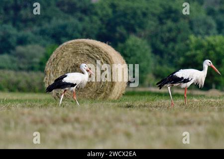 France, Doubs, faune, oiseau, échassier, cigogne blanche (Ciconia ciconia) chasse dans un champ, balles de paille Banque D'Images