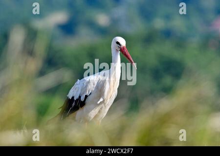 France, Doubs, faune, oiseau, échassier, la cigogne blanche (Ciconia ciconia) chasse dans un pré fauché Banque D'Images