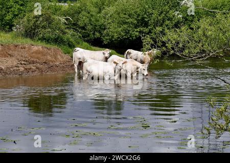 France, territoire de Belfort, Brebotte, rivière, Bourbeuse, les Charolais élèvent des vaches Banque D'Images