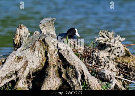 France, Doubs, faune, oiseau, Coot (Fulica atra), nid, reproduction Banque D'Images